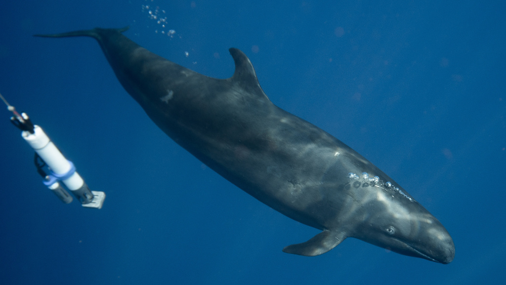 Photo of False Killer Whale (Pseudorca crassidens)