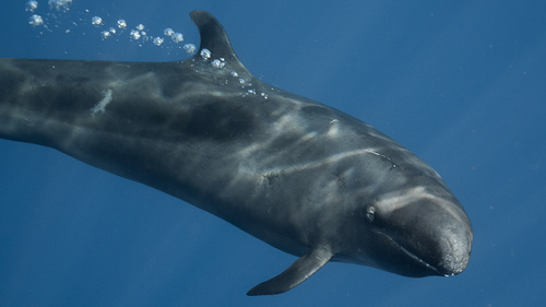 Photo of False Killer Whale (Pseudorca crassidens)