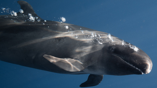 Photo of False Killer Whale (Pseudorca crassidens)