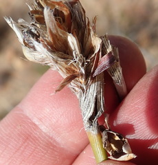 Bobartia macrospatha