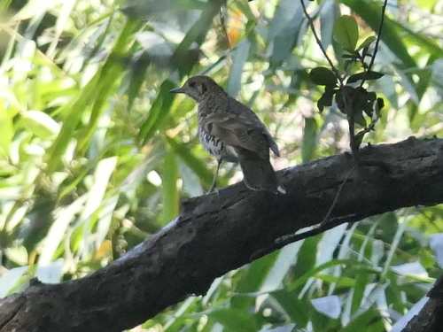 Scaly Thrush (Zoothera dauma), photo 6