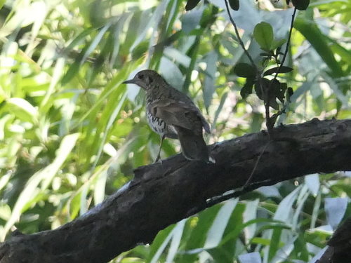 Scaly Thrush (Zoothera dauma), photo 10