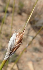 Bobartia macrospatha