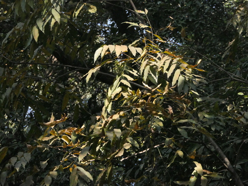 Image of Choerospondias axillaris by (c) Sagnik Dutta Roy, some rights reserved (CC BY)