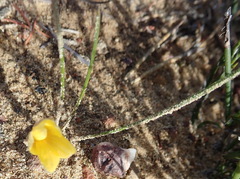 Romulea austinii