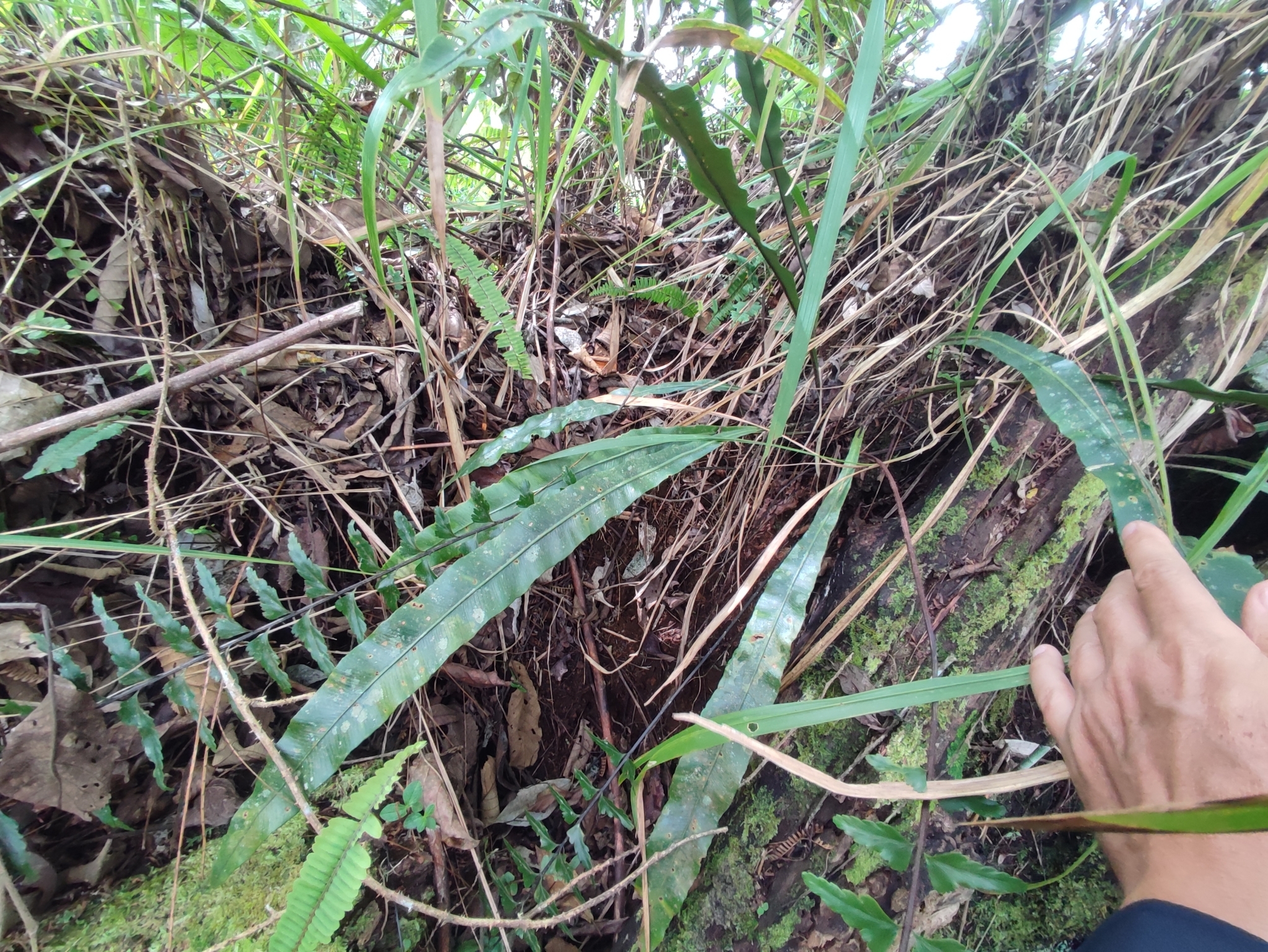 Asplenium apoense