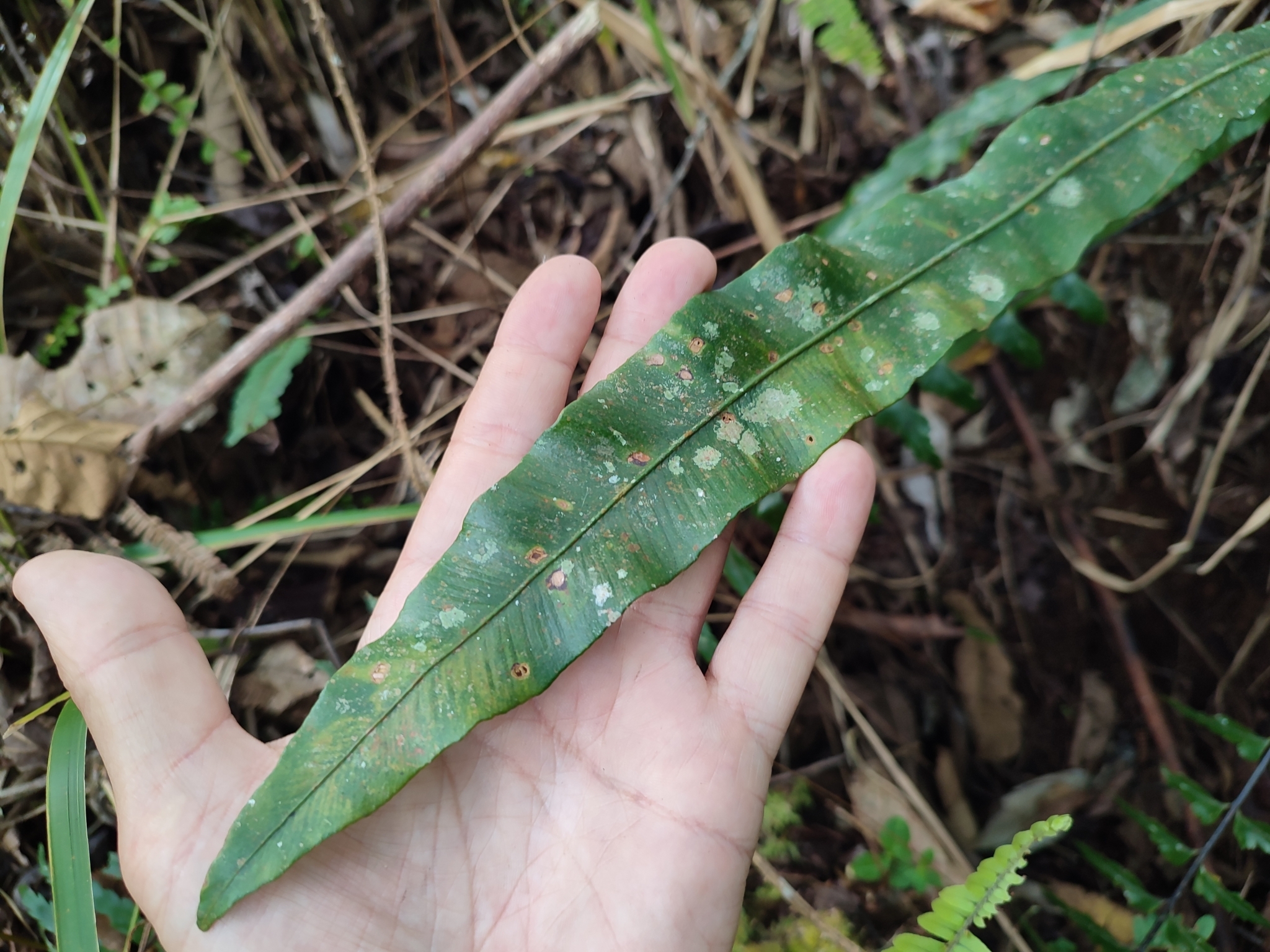 Asplenium apoense Copel. 2