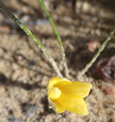 Romulea austinii
