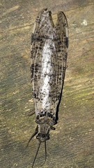 Dysmicohermes disjunctus