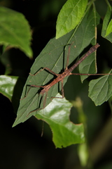 Neohirasea hongkongensis