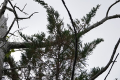 Juniperus bermudiana