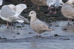Larus glaucoides