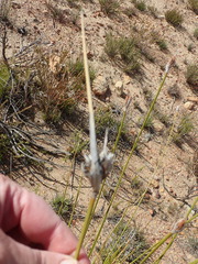 Bobartia macrospatha