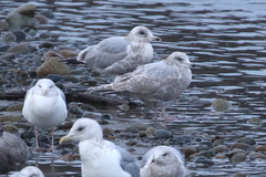 Larus glaucoides