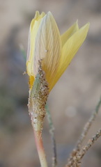 Romulea austinii