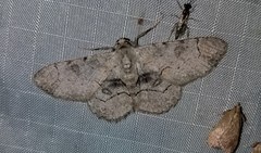 Iridopsis larvaria