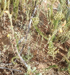 Hermannia stipulacea