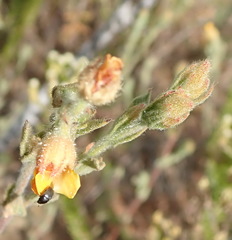 Hermannia stipulacea