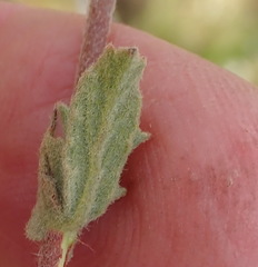Hermannia stipulacea