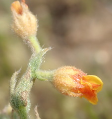Hermannia stipulacea