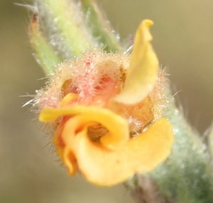 Hermannia stipulacea