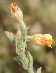 Hermannia stipulacea