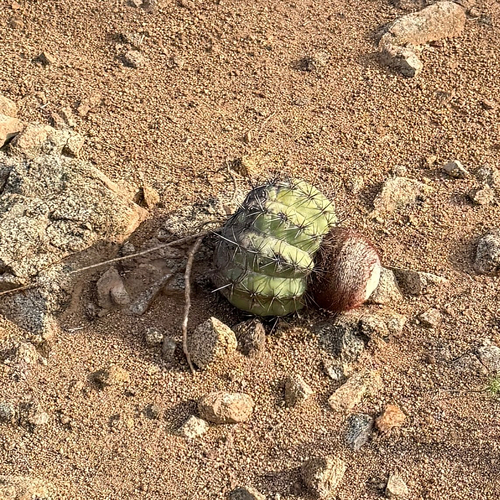 Melocactus stramineus