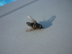 Diptera