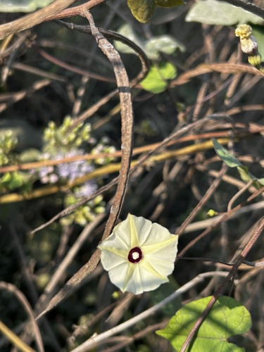 Obscure Morning Glory