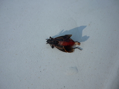 Boisea rubrolineata