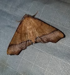 Plagodis phlogosaria