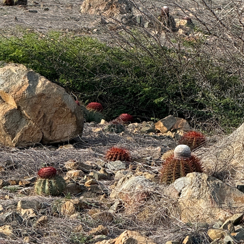 Melocactus stramineus