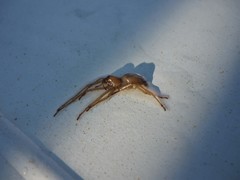 Araneae