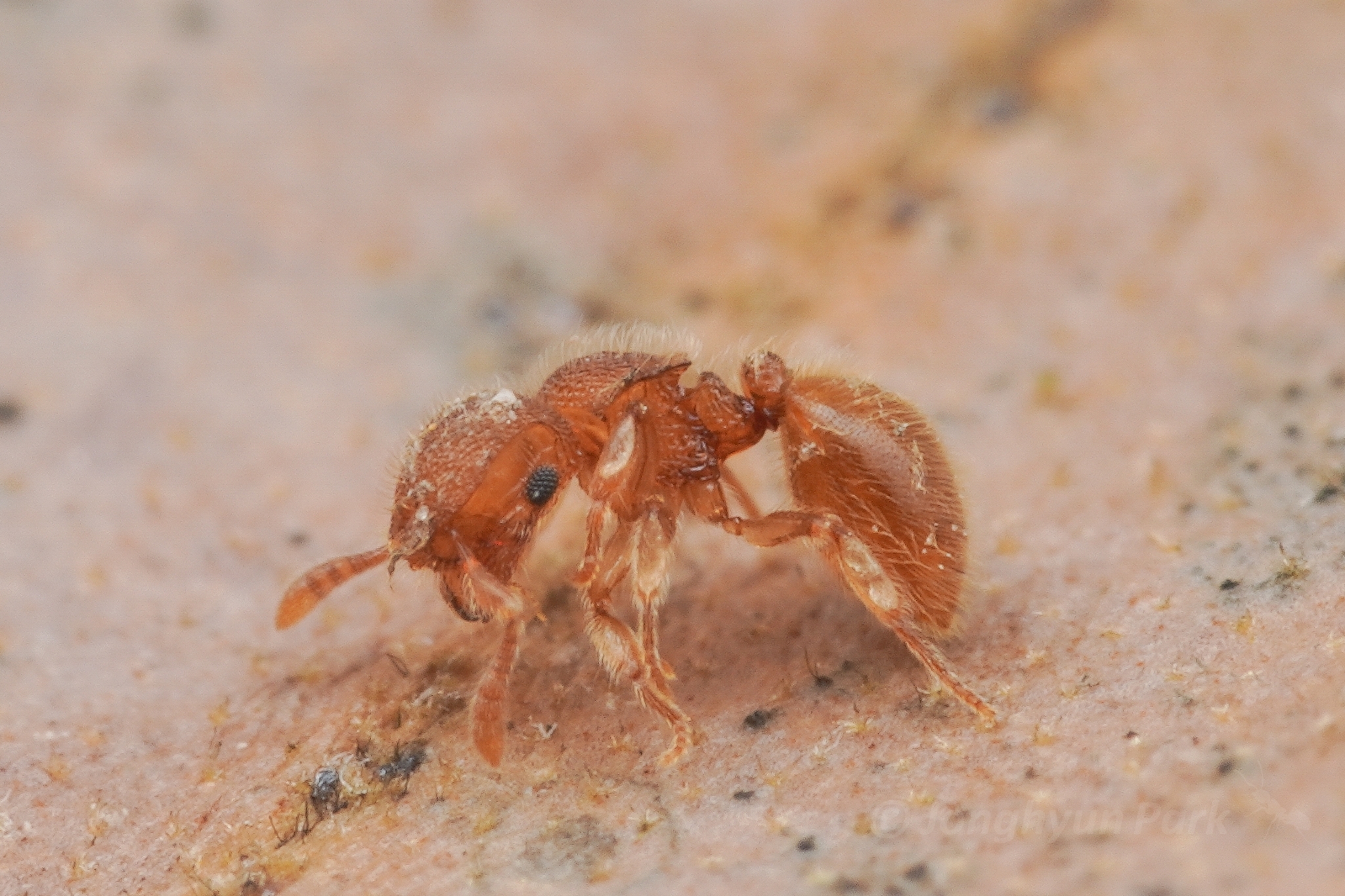 Meranoplus malaysianus