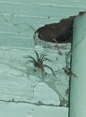 Araneae
