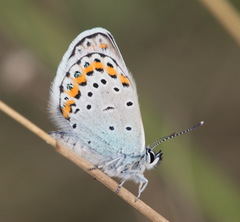 Plebejus argyrognomon