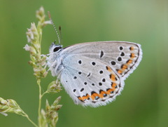 Plebejus argyrognomon