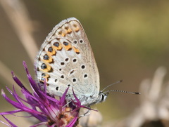 Plebejus argyrognomon