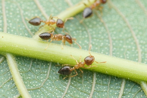 Crematogaster hullettiiCrematogaster hullettii