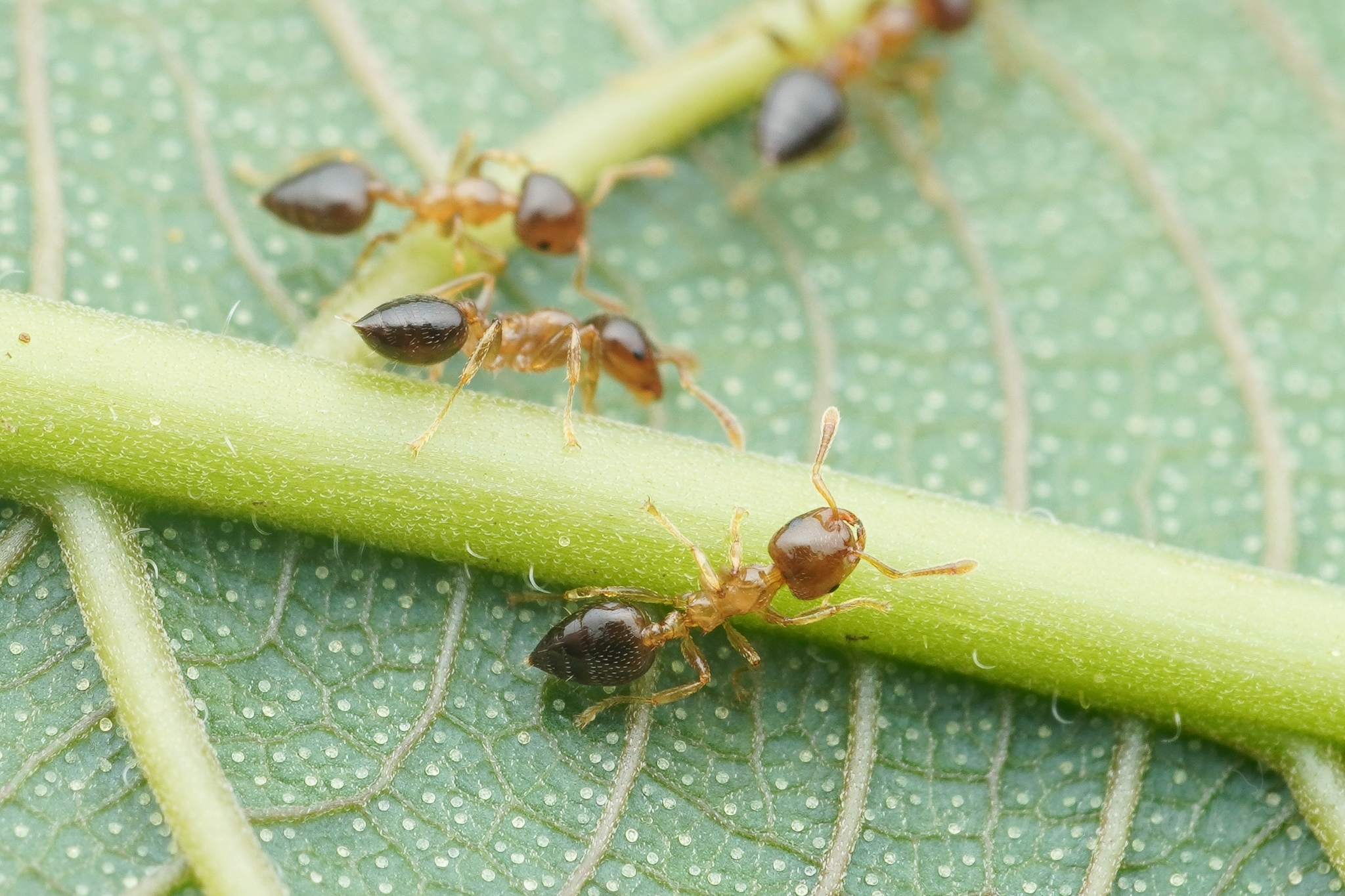 Crematogaster hullettii
