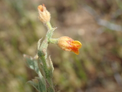 Hermannia stipulacea