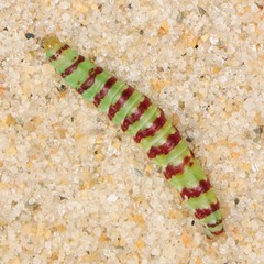 Eustixia pupula