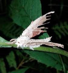 Akanthomyces aculeatus