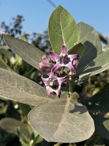 crown flower