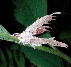 Akanthomyces aculeatus