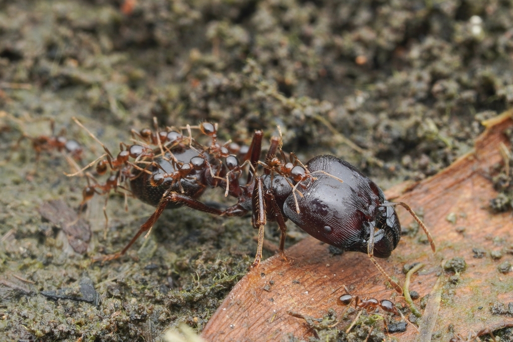Asian Marauder Ant
