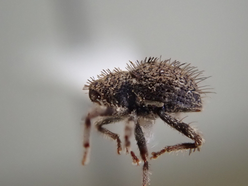 Microcryptorhynchus, 2024-12-17