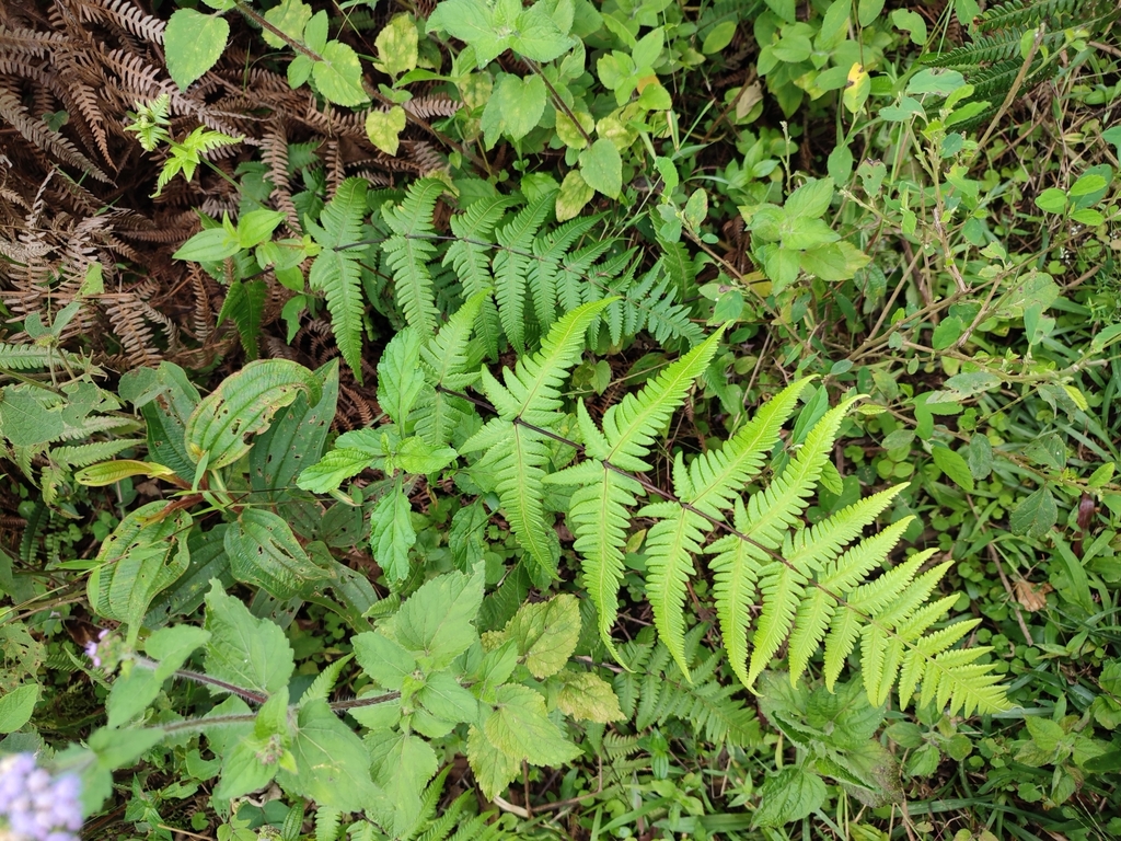 Pseudophegopteris paludosa