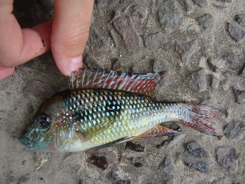 Dark mother-of-pearl eartheater (Gymnogeophagus gymnogenys) — Cichlidae — 5