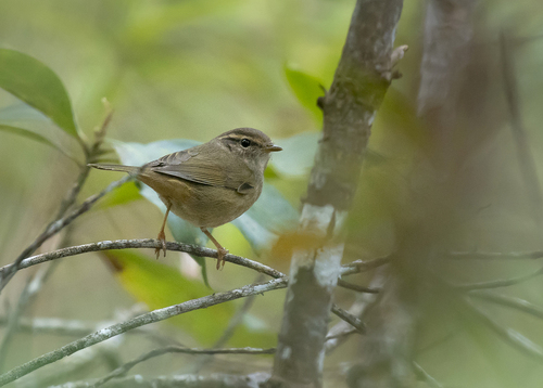 Mosquitero de Schwarz (Phylloscopus schwarzi)
